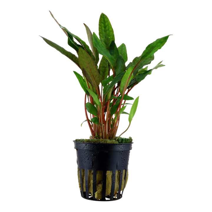 Akvaariokasvi Cryptocoryne Petchii - Akvaariokasvit - 10822250665 - 1