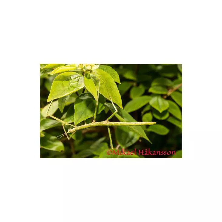 Vietnamin sauvasirkka - Kuoriaiset, sauvasirkat ym - 034456045 - 1