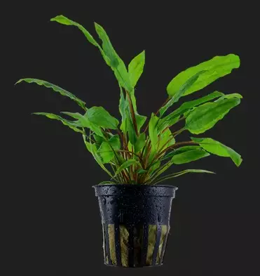 Akvaariokasvi cryptocoryne wendtii "gree - Akvaariokasvit - 70010015 - 1