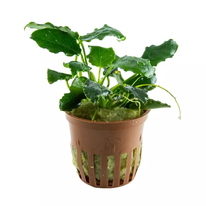 Anubias barteri 'var. nana Kirin' - Akvaariokasvit - 1012555 - 1