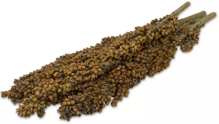 JR Farm dari cob jyrsijöille 100g - Muut jyrsijän ja kani  herkut - 4024344081545 - 1