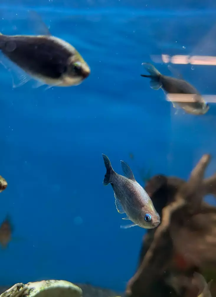 Keisaritetra musta - Tetrat - 3975734067285 - 1