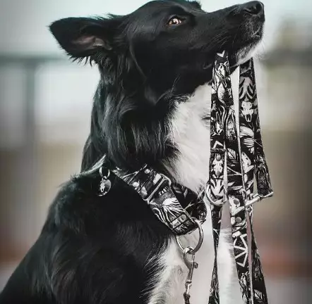 KETTU Martingaalipanta "Dark Leshy" - Puolikiristävät pannat - 165416515485 - 1