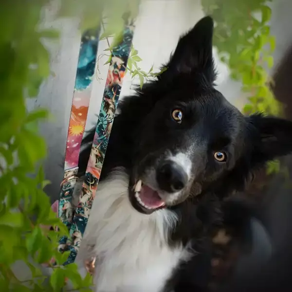 KETTU Talutin "Viimeinen Yksisarvinen" - Koiran tekstiilitaluttimet - 0004190201195 - 1