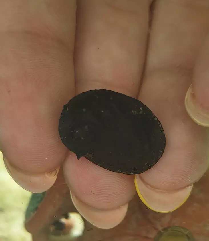 King Koopa Kotilo - Ravut ja kotilot - 34635645645 - 1