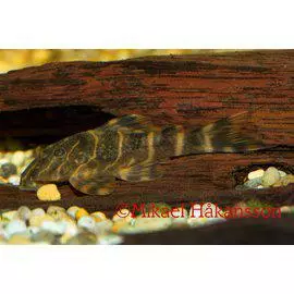 L104 Klovnipuupleko panaqolus maccus - Pohjakalat - 0220205 - 1