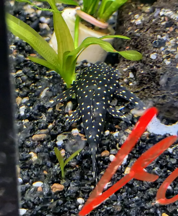 L235 Harjapleko - Pohjakalat - 26480235 - 1