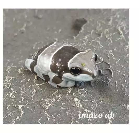 Lehmälehtisammakko - Sammakot - 0345313035 - 1