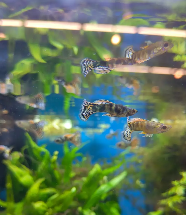 Mijoonakala tiger king cobra koiras - Synnyttävät ja killit - 12475 - 1