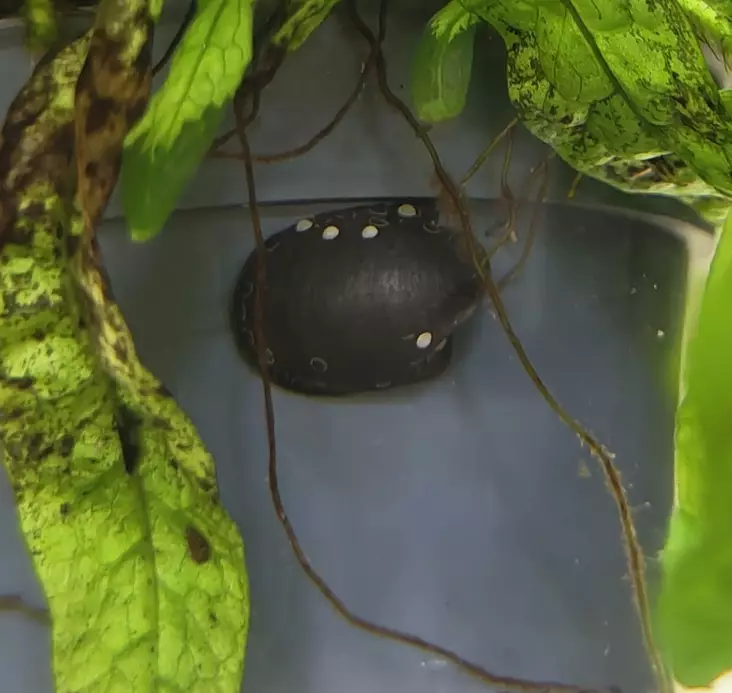 Neripteron auriculata "batman" - Ravut ja kotilot - 48674984565 - 1