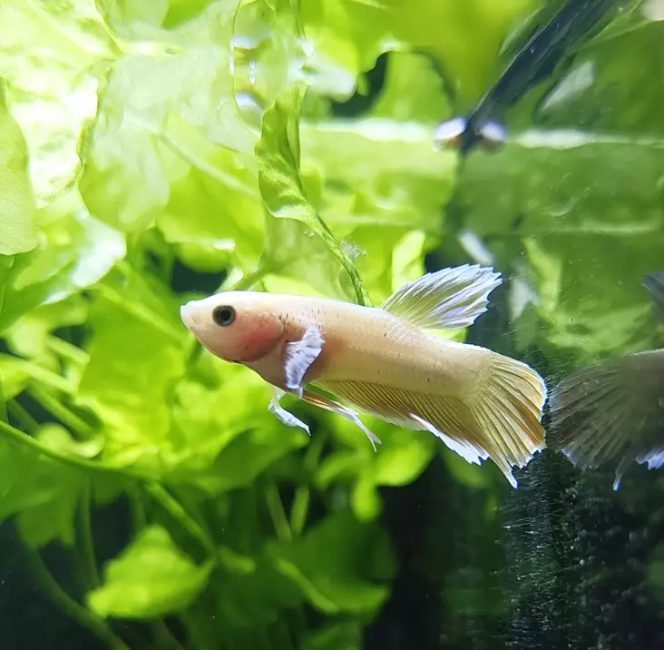 Taistelukala koiras 24k Gold - Labyrinttikalat - 546456135135 - 1