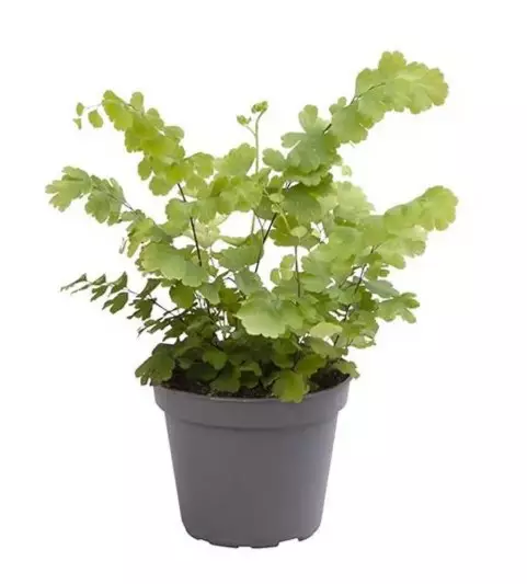Viheradiantumi "fritz-luthi" - Terraariokasvit elävät - 46415645 - 1