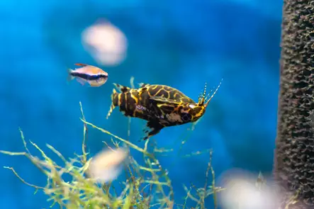 Selkäuimari - Pohjakalat - 7040016 - 1