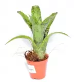 Bromelia Neoregelia pauciflora - Terraariokasvit elävät - 16415456 - 1