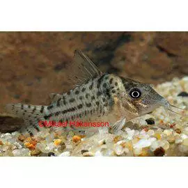 Hohtomonninen C.agassizi-soladis - Pohjakalat - 3950893801956 - 2