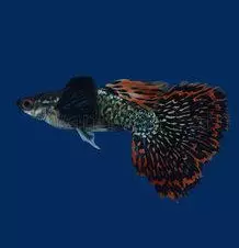 Miljoonakala tiger elephant ear - Synnyttävät ja killit - 4+89416+416516 - 1