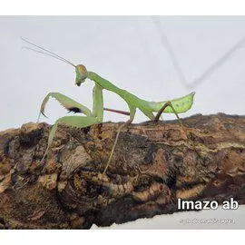 Rukoilijasirkka phodromantis aurea - Kuoriaiset, sauvasirkat ym - 422556 - 1