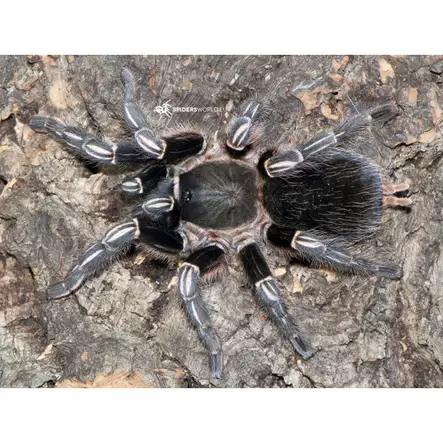 Seepratarantula 1cm - Hämähäkit ja skorpionit - 22546 - 1