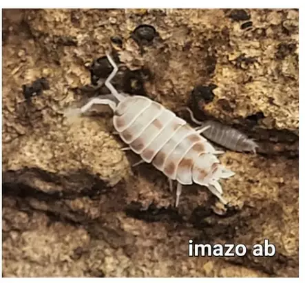 Siiralaji porcellionides pruinosus - Kuoriaiset, sauvasirkat ym - 2533556 - 1