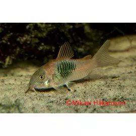 Venezuelanmonninen /venezueala - Pohjakalat - 7040436 - 1