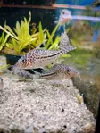 Isoleopardimonninen Corydoras leopardus - Pohjakalat - 23340536 - 1