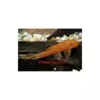 Partamonni Red - Pohjakalat - 2600036 - 1