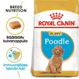 RC Breed Poodle Puppy 3kg - Royal Canin kuivaruoat - 3182550765206 - 1