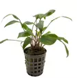 Akvaariokasvi Cryptocoryne undulatus "k - Akvaariokasvit - 70010016 - 1