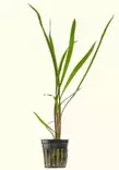 Akvaariokasvi cryptocoryne spiralis - Akvaariokasvit - 70020016 - 1