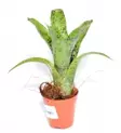 Bromelia Neoregelia pauciflora - Terraariokasvit elävät - 16415456 - 1