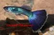 Miljoonakala blue delta - Synnyttävät ja killit - 14684157676 - 1