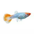 Miljoonakala naaras golden koi - Synnyttävät ja killit - 0125236 - 1