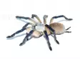 Monocentropus balfouri tarantula - Hämähäkit ja skorpionit - 4250349434516 - 1