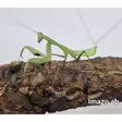 Rukoilijasirkka phodromantis aurea - Kuoriaiset, sauvasirkat ym - 422556 - 1