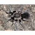 Seepratarantula 1cm - Hämähäkit ja skorpionit - 22546 - 1