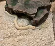 Siankärsäkäärme albino conda - Käärmeet - 1546416 - 1