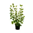 Akvaariokasvi Lysimachia nummularia - Akvaariokasvit - 093.0196 - 1