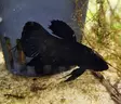 Taistelukala koiras black orchid - Labyrinttikalat - 446431354886 - 1