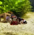 Taistelukala koiras PKHM Galaxy koi - Labyrinttikalat - 7050046 - 3