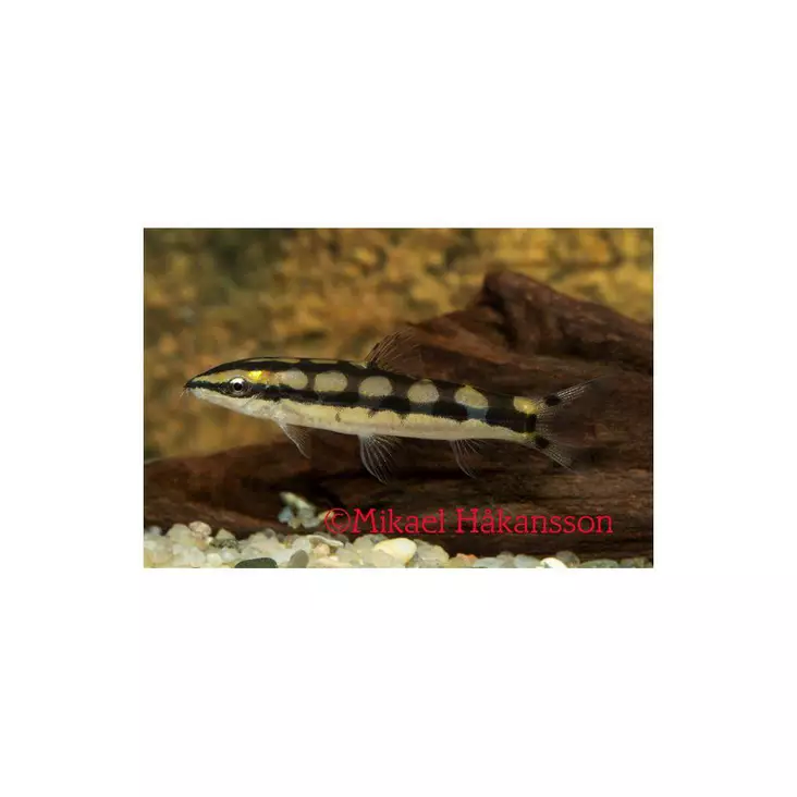 Kääpiönuoliainen - Nuoliaiset - 7030086 - 1