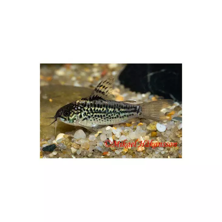 Korumonninen - Pohjakalat - 7040146 - 1