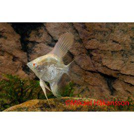 Lehtikala Zebra - Kirjoahvenet - 0180126 - 1