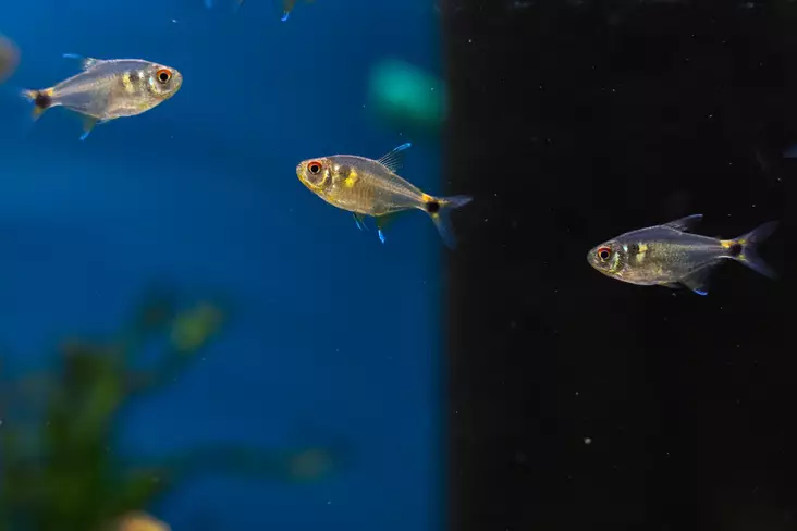Lyhtytetra - Tetrat - 7010156 - 1