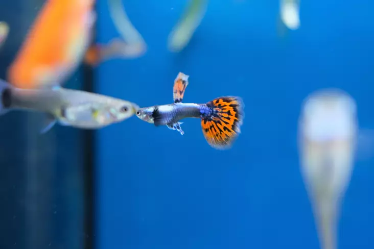 Miljoonakala koiras \Elephant mix\ - Synnyttävät ja killit - 7070046 - 1