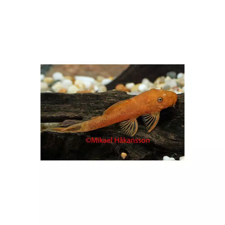 Partamonni Red - Pohjakalat - 2600036 - 1