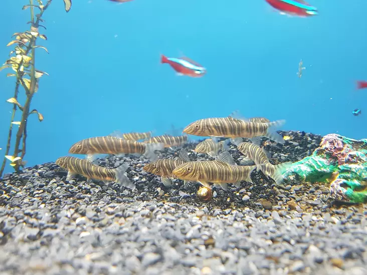 Raitanuoliainen Botia striata - Nuoliaiset - 7030116 - 1