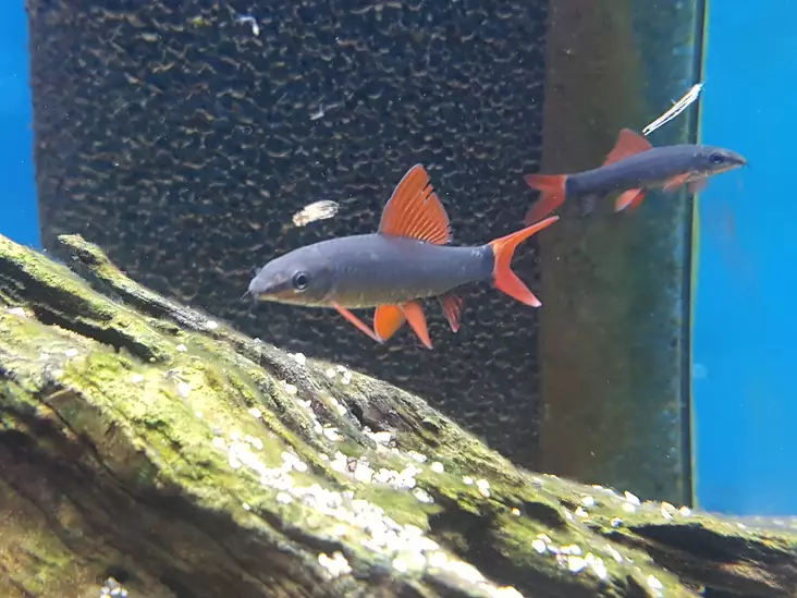 Tulievä - Särkikalat - 7020056 - 1