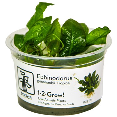 1-2 Grow! Echinodorus grisebachii - Akvaariokasvit - 5703249000606 - 1