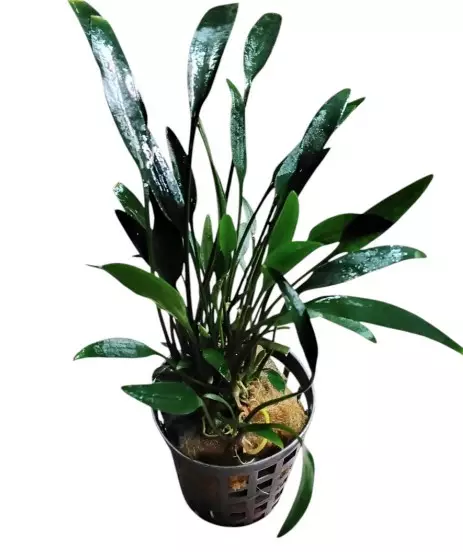 Akvaariokasvi Cryptocoryne amicorum - Akvaariokasvit - 70040026 - 1