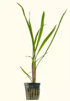Akvaariokasvi cryptocoryne spiralis - Akvaariokasvit - 70020016 - 1